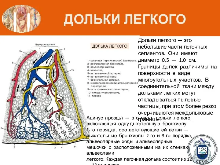 ДОЛЬКИ ЛЕГКОГО Дольки легкого — это небольшие части легочных сегментов. Они имеют