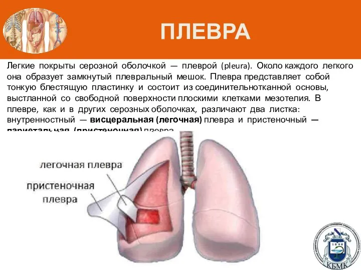 ПЛЕВРА Легкие покрыты серозной оболочкой — плеврой (pleura). Около каждого легкого она