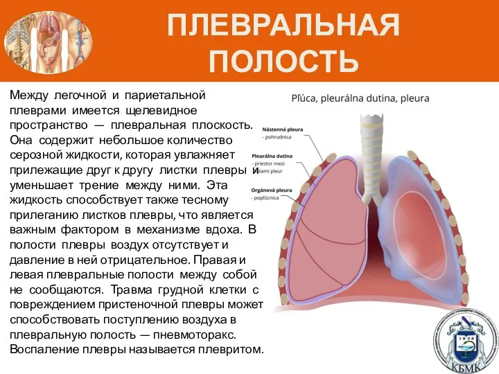 ПЛЕВРАЛЬНАЯ ПОЛОСТЬ Между легочной и париетальной плеврами имеется щелевидное пространство — плевральная