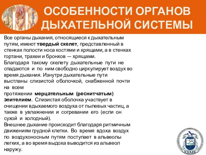 ОСОБЕННОСТИ ОРГАНОВ ДЫХАТЕЛЬНОЙ СИСТЕМЫ Все органы дыхания, относящиеся к дыхательным путям, имеют