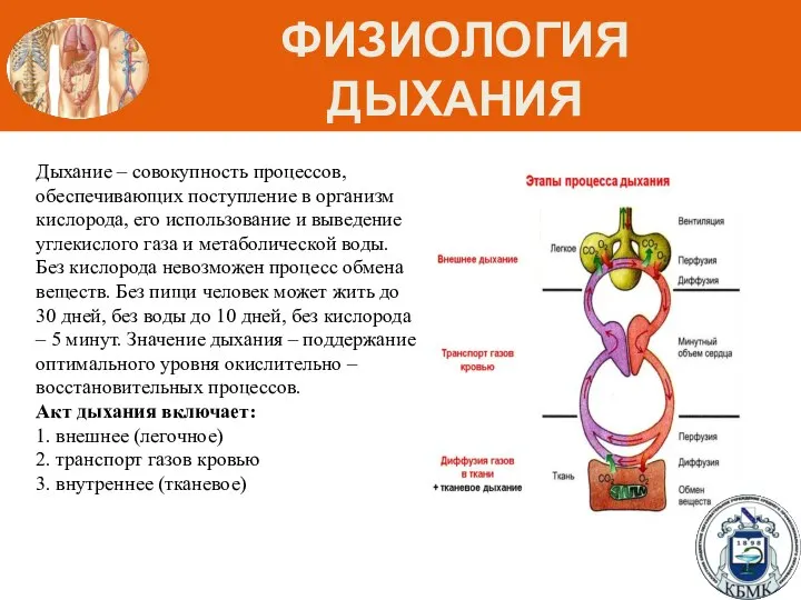 ФИЗИОЛОГИЯ ДЫХАНИЯ Дыхание – совокупность процессов, обеспечивающих поступление в организм кислорода, его