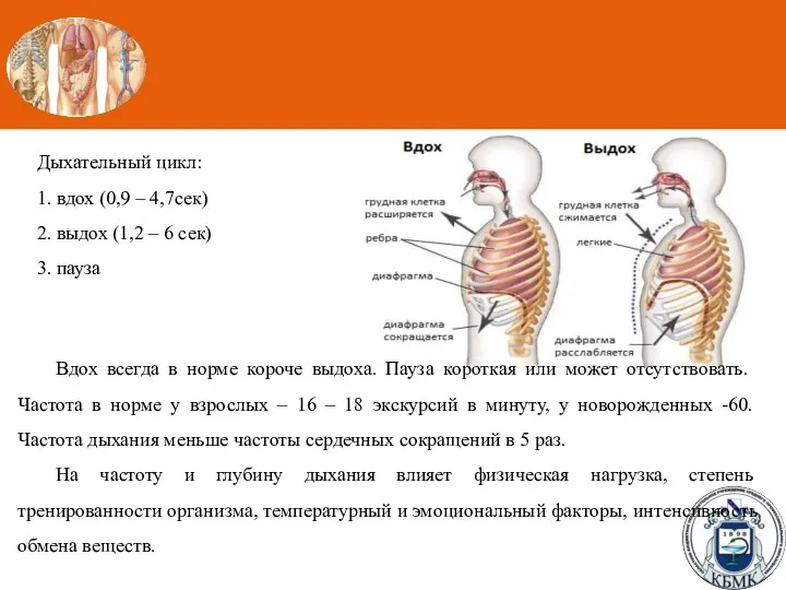 Дыхательный цикл: 1. вдох (0,9 – 4,7сек) 2. выдох (1,2 – 6