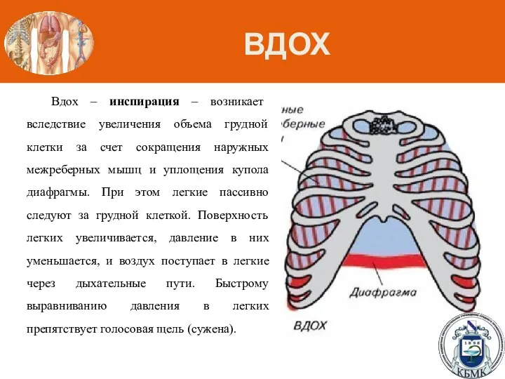 ВДОХ Вдох – инспирация – возникает вследствие увеличения объема грудной клетки за