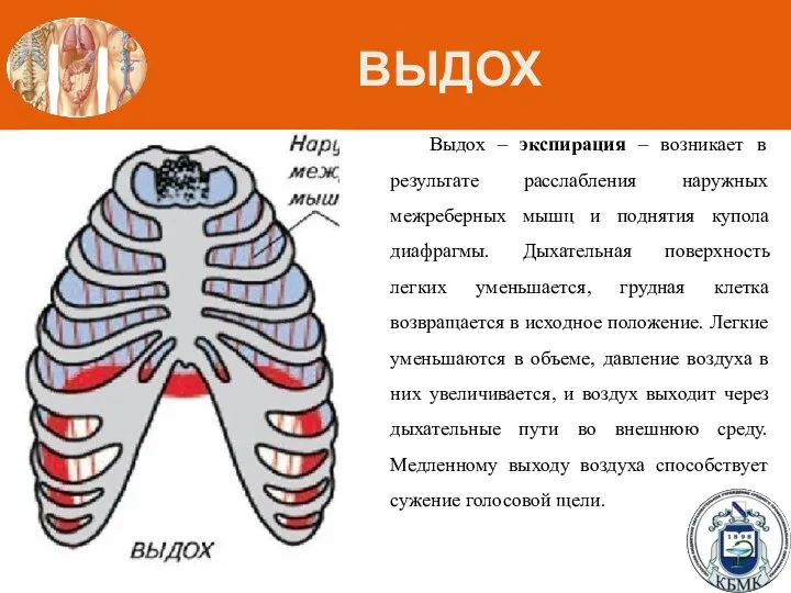 ВЫДОХ Выдох – экспирация – возникает в результате расслабления наружных межреберных мышц