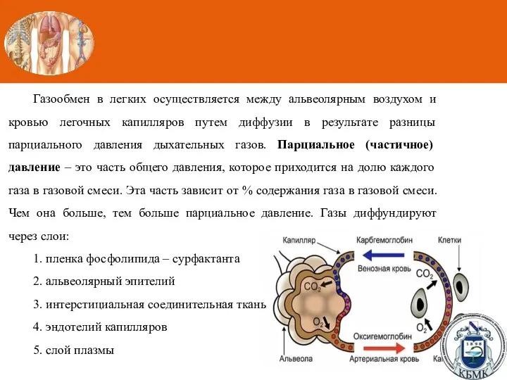 Газообмен в легких осуществляется между альвеолярным воздухом и кровью легочных капилляров путем