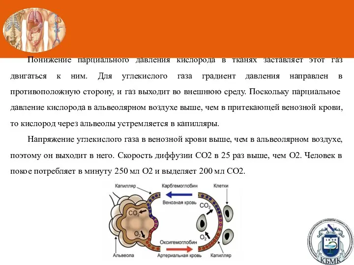 Понижение парциального давления кислорода в тканях заставляет этот газ двигаться к ним.