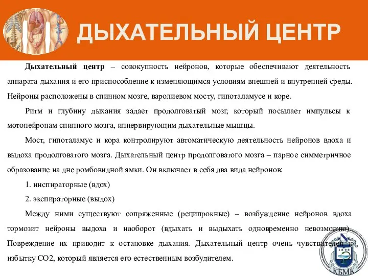 ДЫХАТЕЛЬНЫЙ ЦЕНТР Дыхательный центр – совокупность нейронов, которые обеспечивают деятельность аппарата дыхания