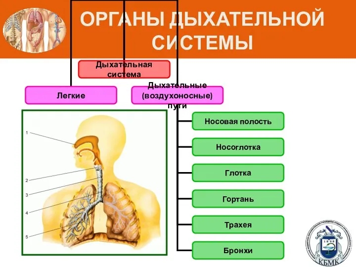 ОРГАНЫ ДЫХАТЕЛЬНОЙ СИСТЕМЫ