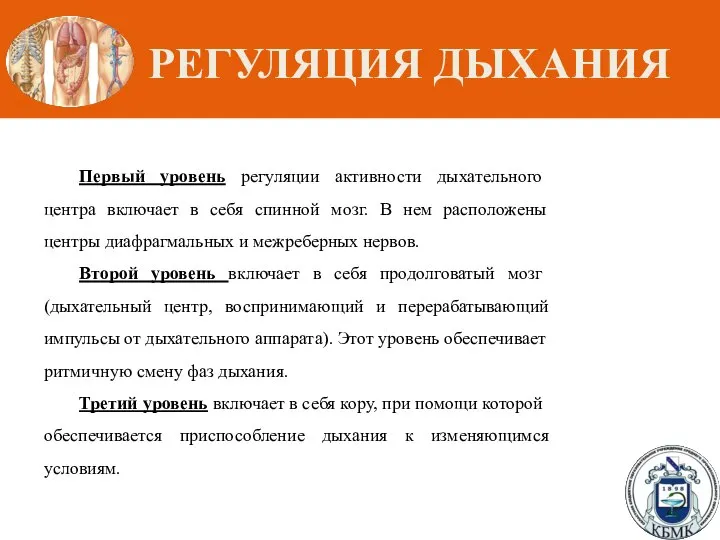 РЕГУЛЯЦИЯ ДЫХАНИЯ Первый уровень регуляции активности дыхательного центра включает в себя спинной