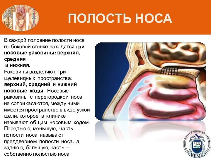 ПОЛОСТЬ НОСА В каждой половине полости носа на боковой стенке находятся три