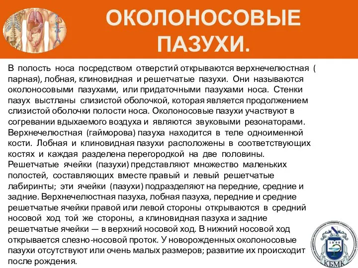 ОКОЛОНОСОВЫЕ ПАЗУХИ. В полость носа посредством отверстий открываются верхнечелюстная ( парная), лобная,