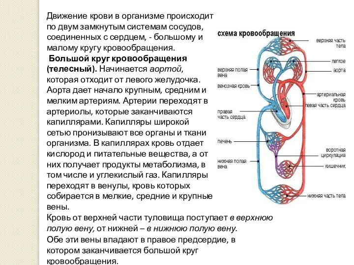 Движение крови в организме происходит по двум замкнутым системам сосудов, соединенных с
