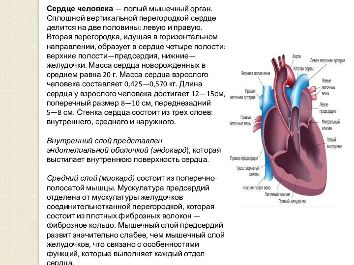 Сердце человека — полый мышечный орган. Сплошной вертикальной перегородкой сердце делится на