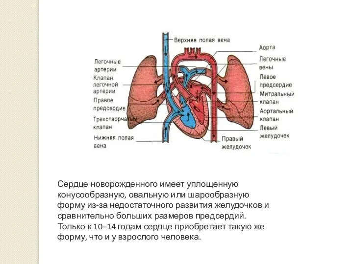 Сердце новорожденного имеет уплощенную конусообразную, овальную или шарообразную форму из-за недостаточного развития