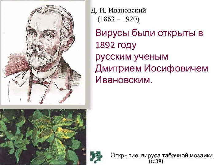 Открытие вируса табачной мозаики (с.38) Вирусы были открыты в 1892 году русским