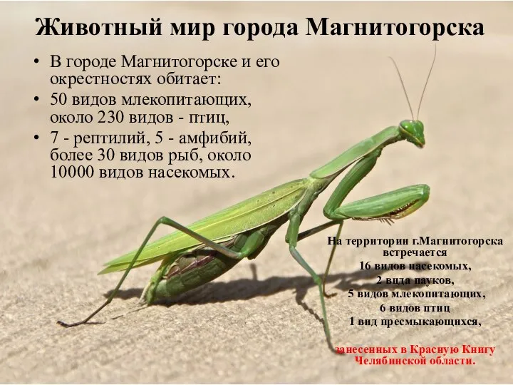 Животный мир города Магнитогорска В городе Магнитогорске и его окрестностях обитает: 50