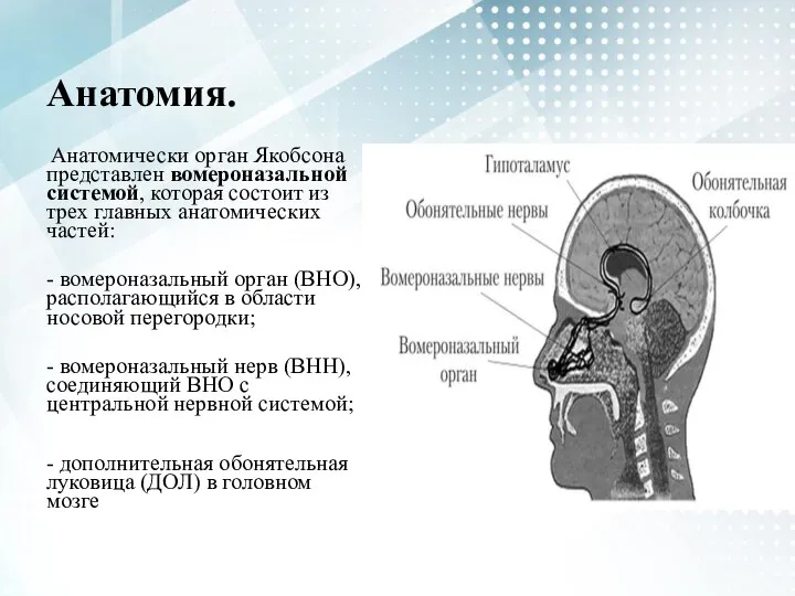 Анатомия. Анатомически орган Якобсона представлен вомероназальной системой, которая состоит из трех главных