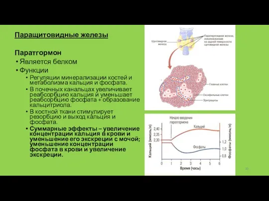 Паращитовидные железы Паратгормон Является белком Функции Регуляции минерализации костей и метаболизма кальция