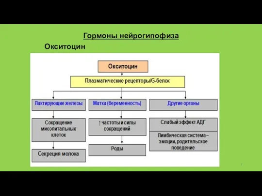 Гормоны нейрогипофиза Окситоцин