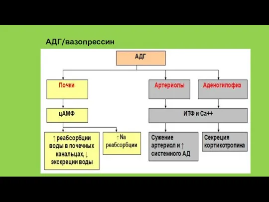АДГ/вазопрессин