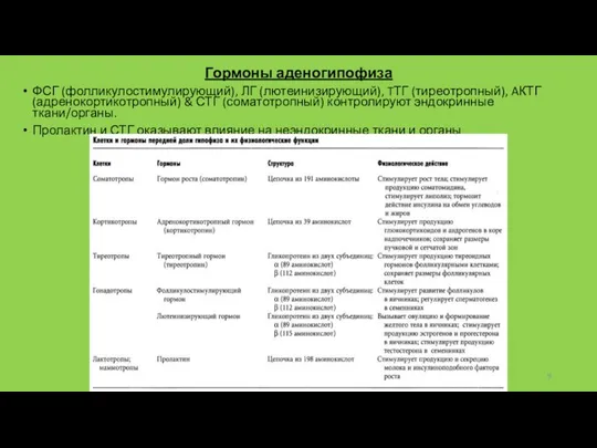 Гормоны аденогипофиза ФСГ (фолликулостимулирующий), ЛГ (лютеинизирующий), TТГ (тиреотропный), AКТГ (адренокортикотропный) & СТГ