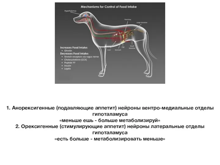 1. Анорексигенные (подавляющие аппетит) нейроны вентро-медиальные отделы гипоталамуса «меньше ешь - больше