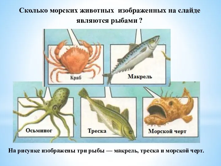 Сколько морских животных изображенных на слайде являются рыбами ? На рисунке изображены