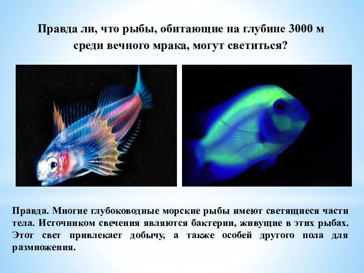 Правда ли, что рыбы, обитающие на глубине 3000 м среди вечного мрака,