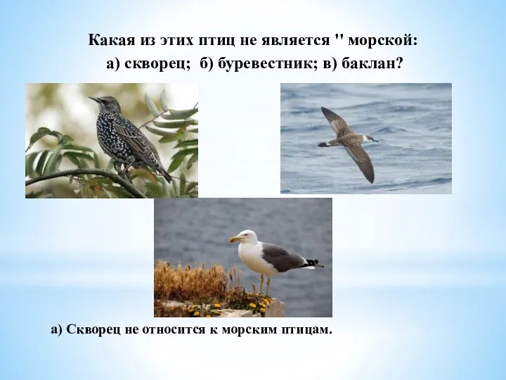 Какая из этих птиц не является '' морской: а) скворец; б) буревестник;