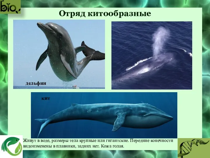 Отряд китообразные Живут в воде, размеры тела крупные или гигантские. Передние конечности