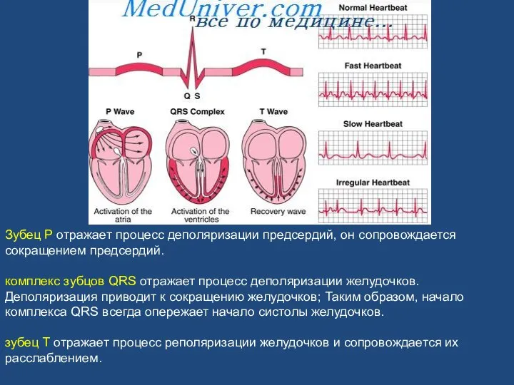 Зубец Р отражает процесс деполяризации предсердий, он сопровождается сокращением предсердий. комплекс зубцов