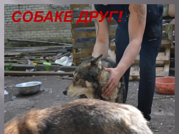 СОБАКЕ ДРУГ!