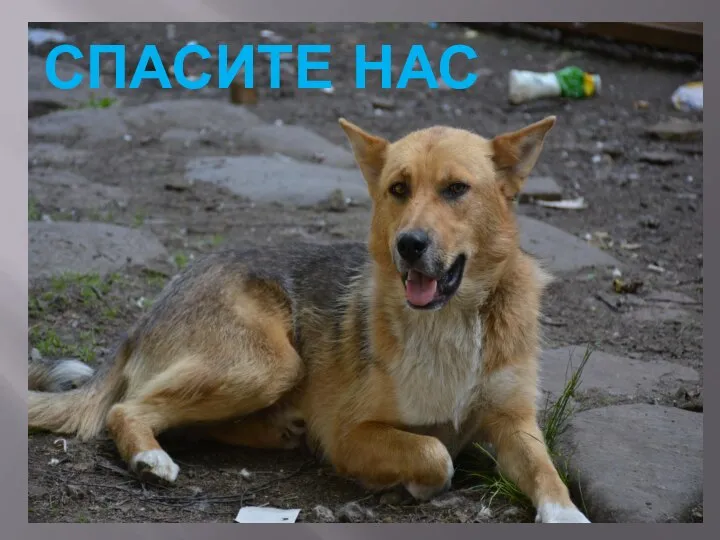 СПАСИТЕ НАС