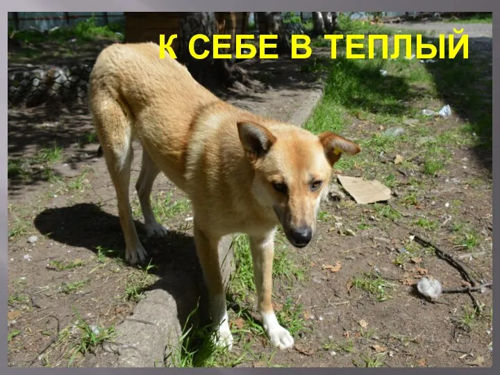 К СЕБЕ В ТЕПЛЫЙ