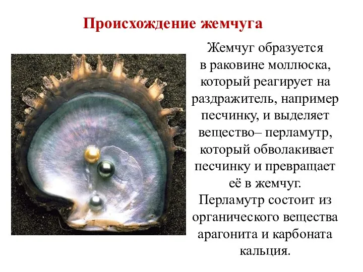 Жемчуг образуется в раковине моллюска, который реагирует на раздражитель, например песчинку, и