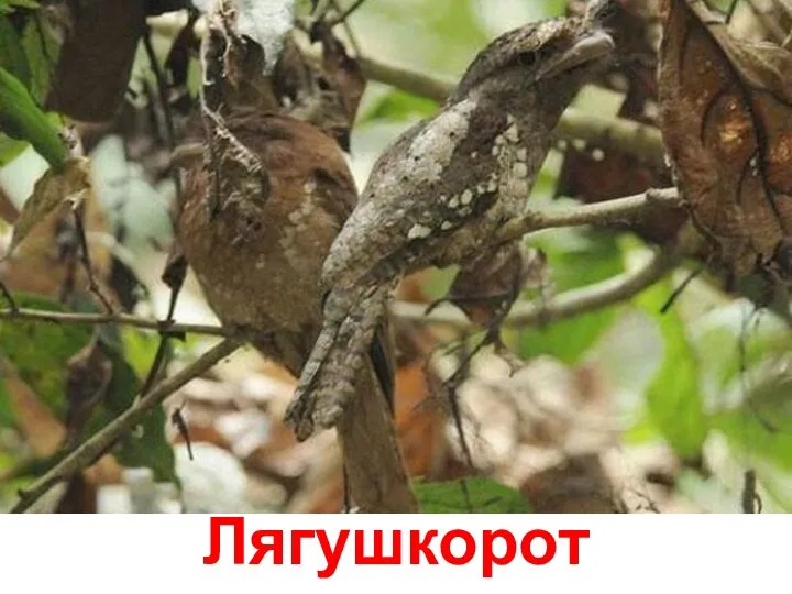 Лягушкорот шриланкийский