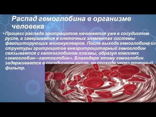 Распад гемоглобина в организме человека Процесс распада эритроцитов начинается уже в сосудистом