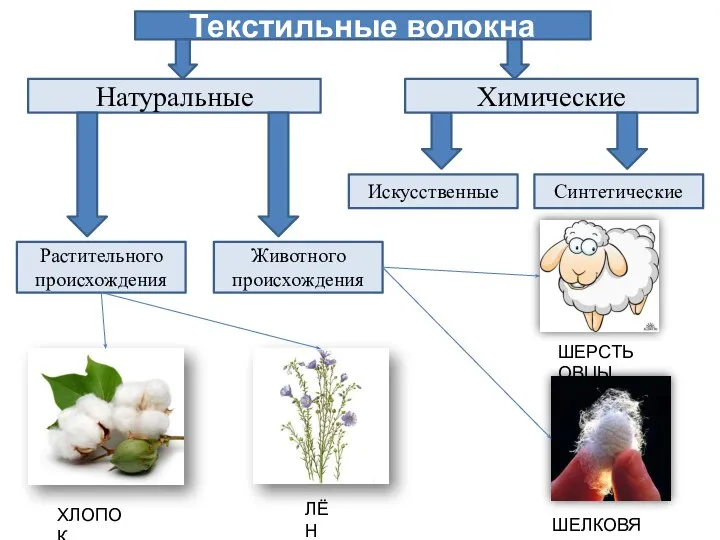 Текстильные волокна Искусственные Химические Натуральные Синтетические Растительного происхождения Животного происхождения ХЛОПОК ЛЁН ШЕРСТЬ ОВЦЫ ШЕЛКОВЯ НИТЬ