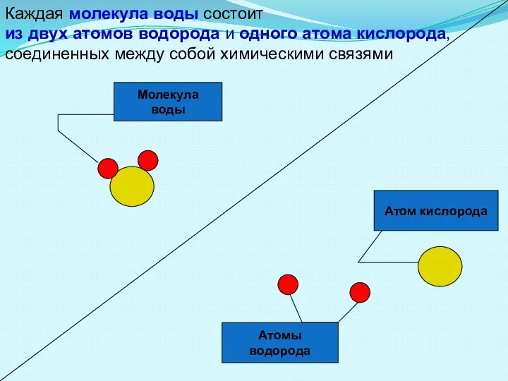 Атом кислорода Атомы водорода Молекула воды Каждая молекула воды состоит из двух