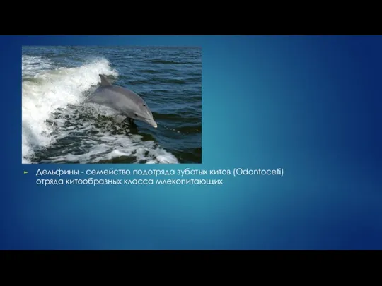Дельфины - семейство подотряда зубатых китов (Odontoceti) отряда китообразных класса млекопитающих