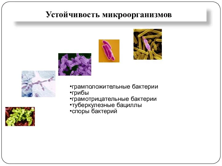 Устойчивость микроорганизмов грамположительные бактерии грибы грамотрицательные бактерии туберкулезные бациллы споры бактерий