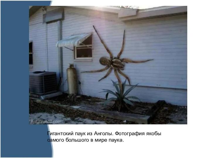 Гигантский паук из Анголы. Фотография якобы самого большого в мире паука.