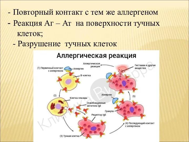 Повторный контакт с тем же аллергеном Реакция Аг – Ат на поверхности