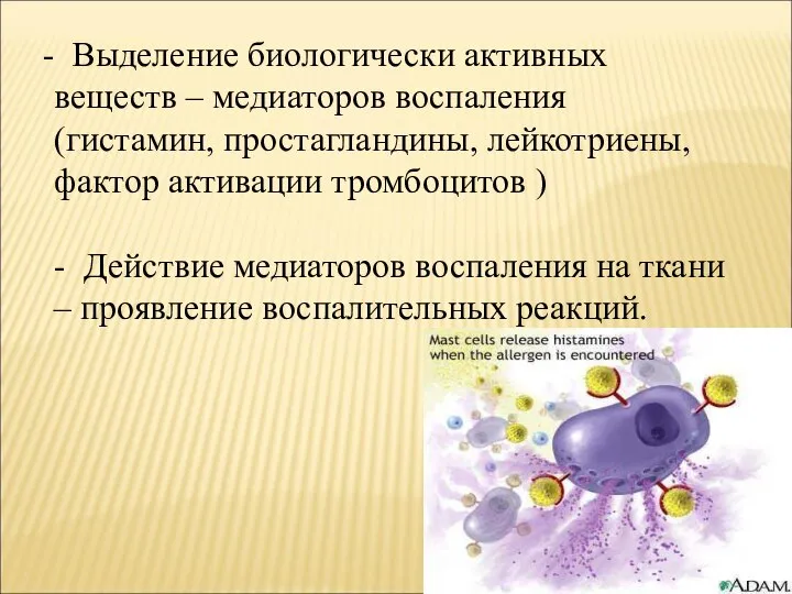 Выделение биологически активных веществ – медиаторов воспаления (гистамин, простагландины, лейкотриены, фактор активации