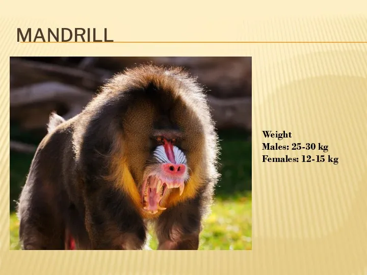 MANDRILL Weight Males: 25-30 kg Females: 12-15 kg