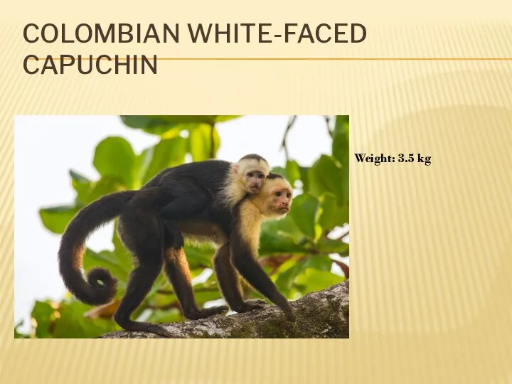 COLOMBIAN WHITE-FACED CAPUCHIN Weight: 3.5 kg
