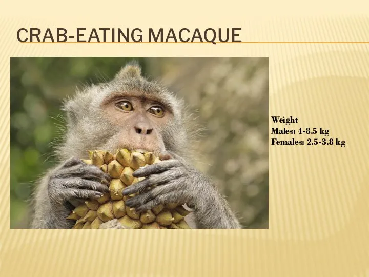 CRAB-EATING MACAQUE Weight Males: 4-8.5 kg Females: 2.5-3.8 kg