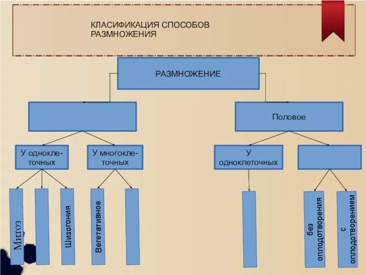 РАЗМНОЖЕНИЕ Половое У однокле- точных У многокле- точных У одноклеточных Митоз Вегетативное