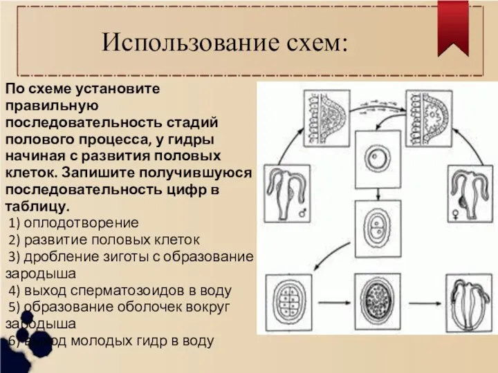 Использование схем: По схеме установите правильную последовательность стадий полового процесса, у гидры