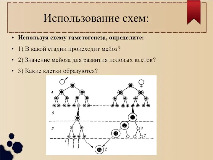 Используя схему гаметогенеза, определите: 1) В какой стадии происходит мейоз? 2) Значение